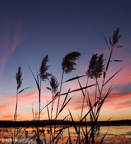 Bosque del Apache, Socorro, New Mexico