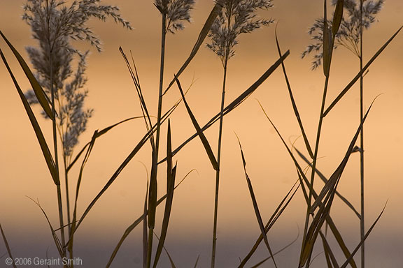 Marsh Grasses Bosque del Apache NWR, Socorro, New Mexico