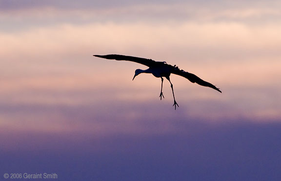 Bosque del Apache, Socorro, New Mexico