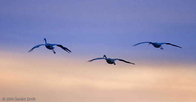 Bosque del Apache, Socorro, New Mexico