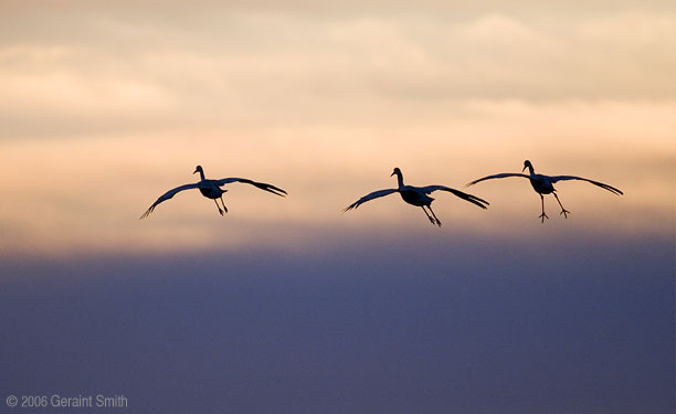 Bosque del Apache, Socorro, New Mexico