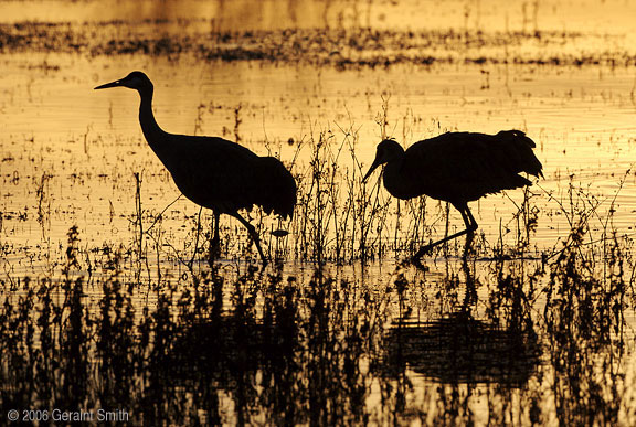 Bosque del Apache, Socorro, New Mexico