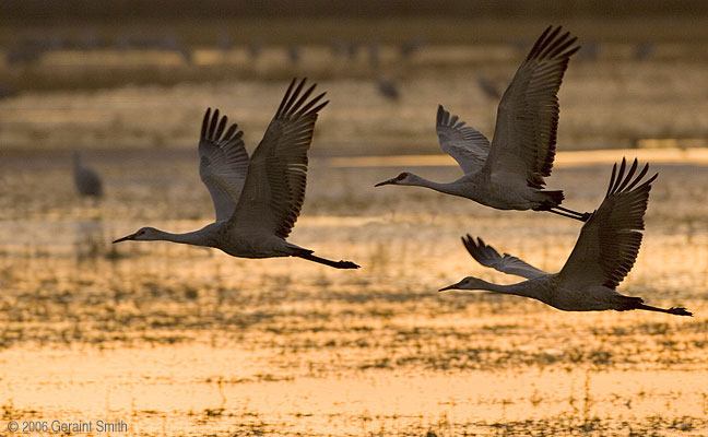 Bosque del Apache, Socorro, New Mexico