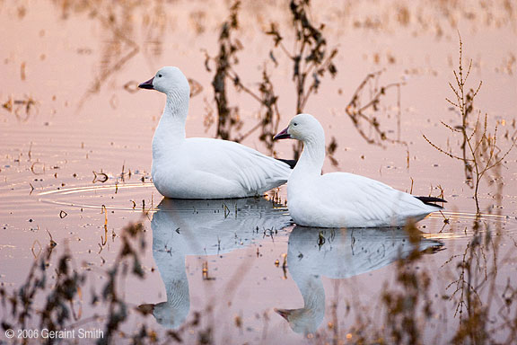 Bosque del Apache, Socorro, New Mexico