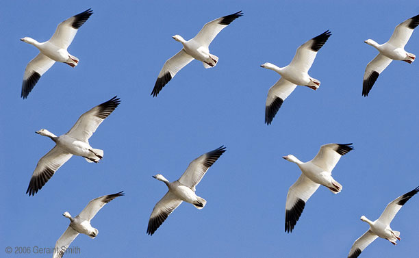 Bosque del Apache, Socorro, New Mexico