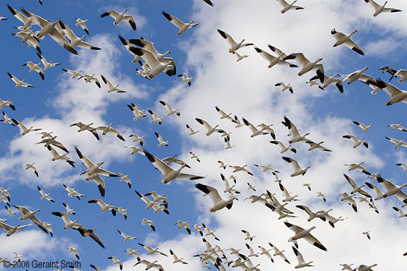 Bosque del Apache, Socorro, New Mexico