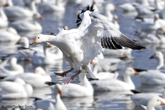 Bosque del Apache, Socorro, New Mexico