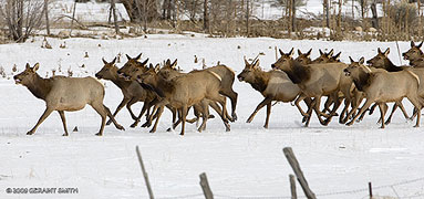 elk running in Taos New Mexico