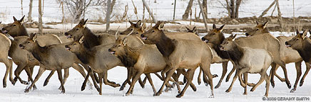 elk running in Taos New Mexico