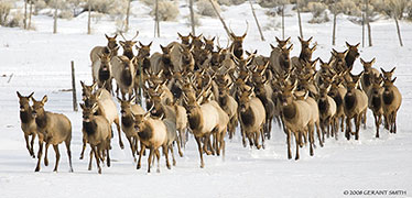 elk running in Taos New Mexico