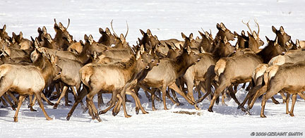 elk running in Taos New Mexico