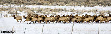 elk running in Taos New Mexico