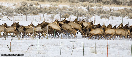 elk running in Taos New Mexico