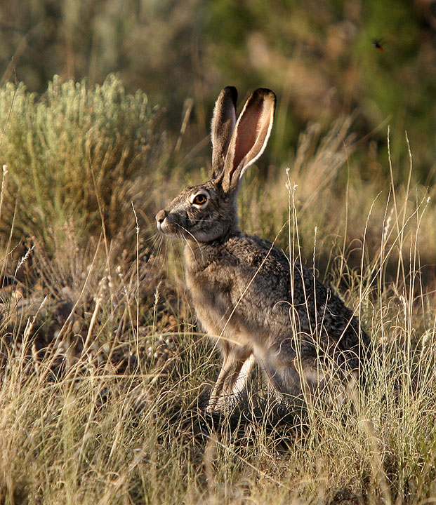 Jack Rabbit taken along the Rio Chama, Abiquiu NM