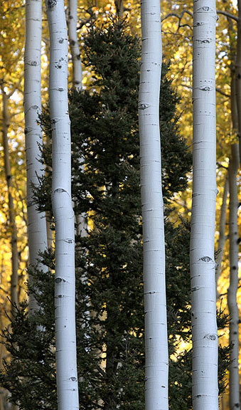 'Aspinned' ... a playful composition in the woods! Osha Park, Northern New Mexico