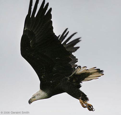 Bald Eagle, Yellowstone Lake near Grant Village.