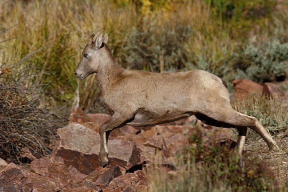 Bighorn sheep (calf), near Gunnison Colorado