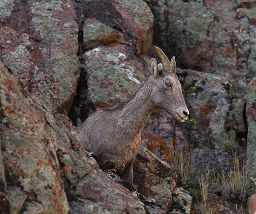 Bighorn sheep (ewe), near Gunnison Colorado 