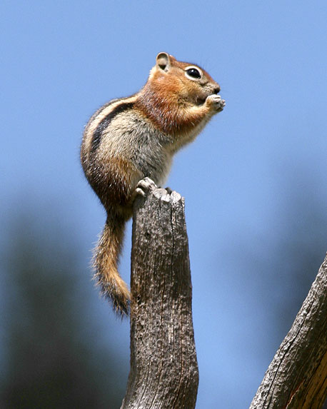 On top of the world, chipmunk, New Mexico