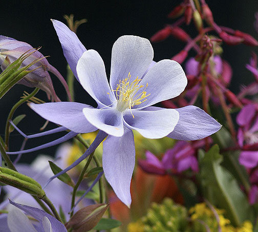 Columbine and wildflowers in the high country, New Mexico