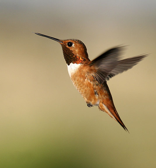 Rufous Humming bird