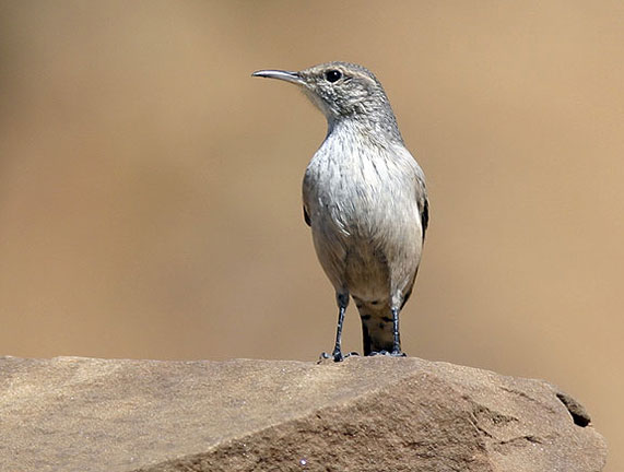 A Mockingbird on the walls of Pueblo Bonito, Chaco Canyon New Mexico