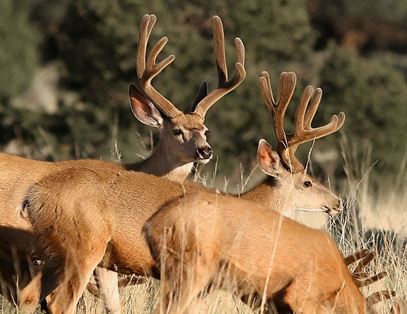 Mule Deer in the Great Sand Dunes National Park