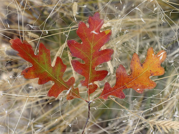 Oak leaves and rice grass in the Sangre de Cristo foothills