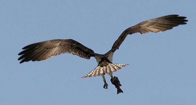 Osprey, Chama, New Mexico