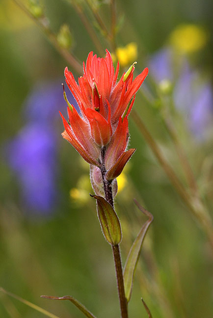 Paintbrush, New Mexico