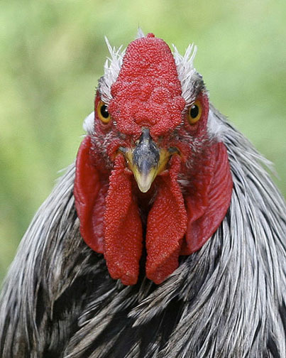 Rooster in Pilar, New Mexico