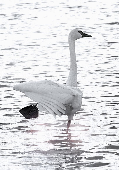 'Swan Lake Ballet' Swan at Swan LakeYellowstone NP, Wyoming