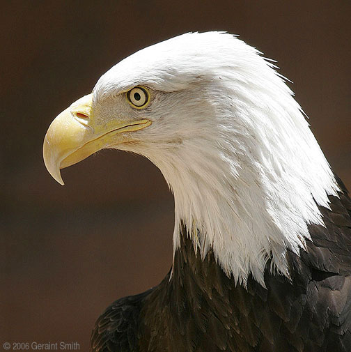 Bald Eagle at the Alburquerque Zoo