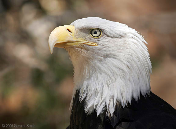 Bald Eagle at the Alburquerque Zoo