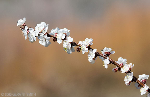 Blossoms in Pilar, NM