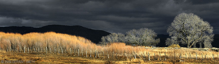 Willow and tree light in Ranchos de Taos, New Mexico 