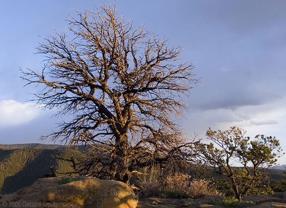 On the Devisadero trail yesterday evening in Taos Canyon above Taos