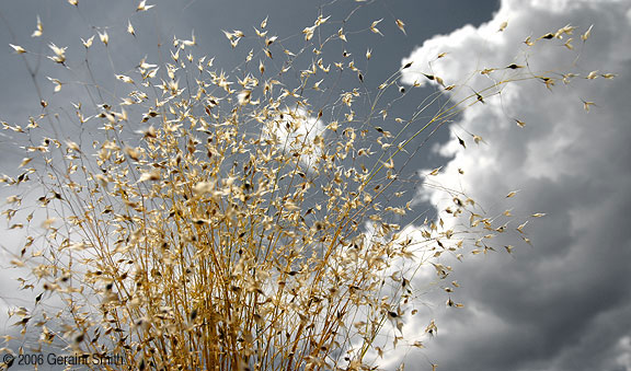 Rice grass along the Rio Chama near Abiquiu, New Mexico