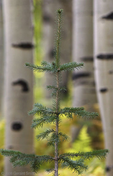 New growth in the aspen forest