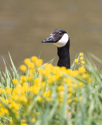 Canada goose on an island in the Rio Grande, Pilar, NM