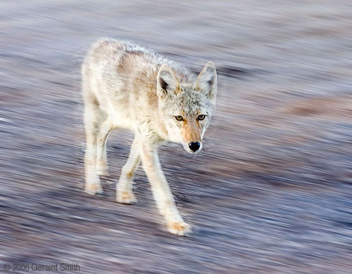 Coyote visits