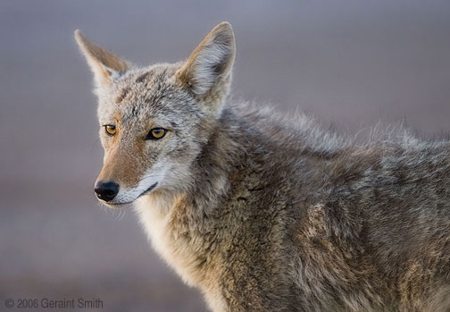 Coyote visits