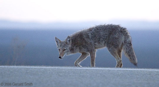 Coyote visits