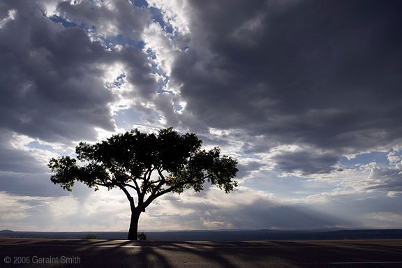 Lone tree, on Hwy 68 south of Taos, NM