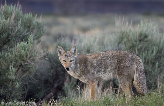 Coyote again ... when she visited after I was done taking photos of the rain puddle