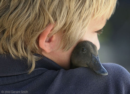 A duckling and friend