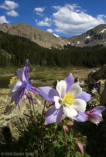 Columbine at Williams Lake in the Wheeler Peak Wilderness