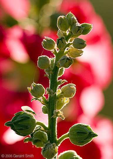 Hollyhock buds and hollyhocks 