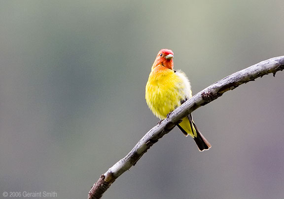 Western Tanager in Taos Ski Valley