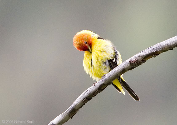 Western Tanager in Taos Ski Valley